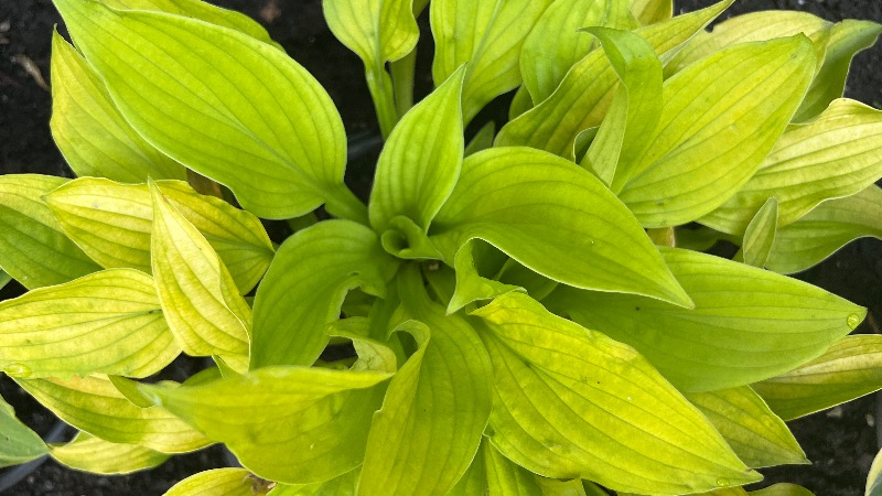 Ground Sulphur