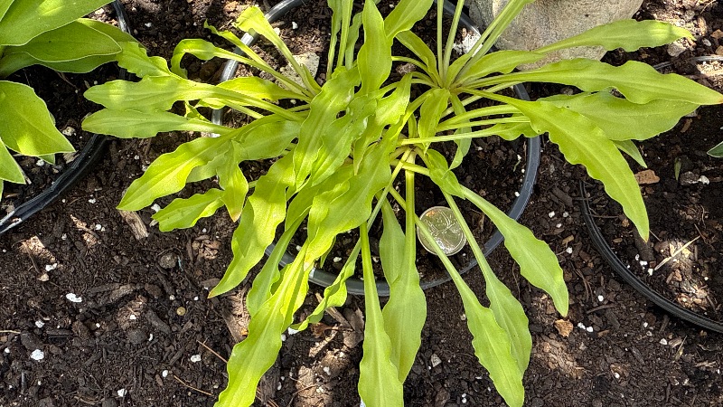 Dragon Tails