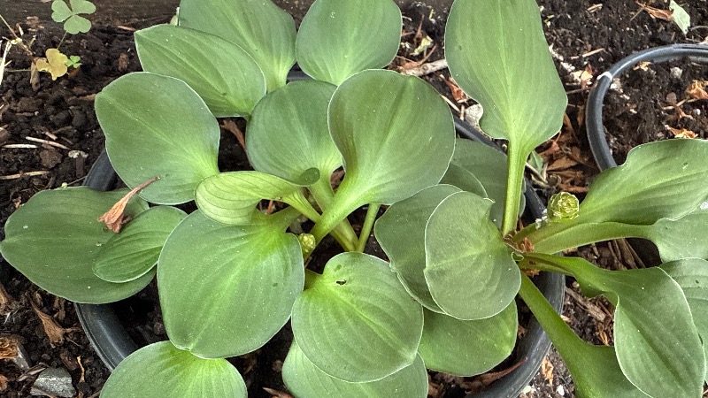 Green Thumb