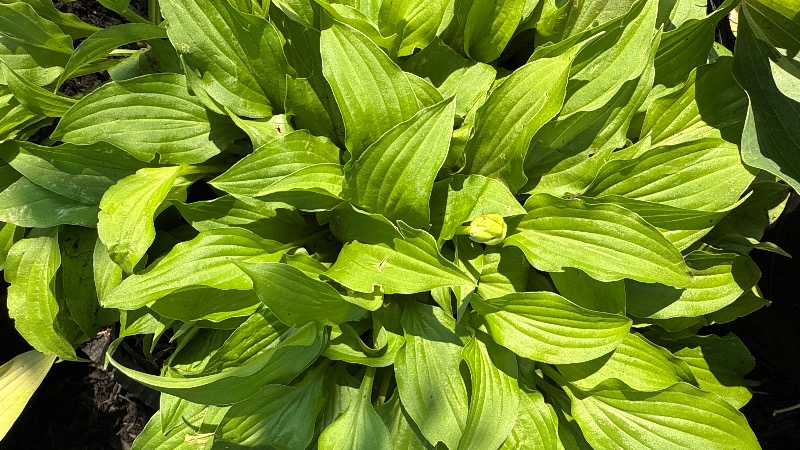 Lemon Lime