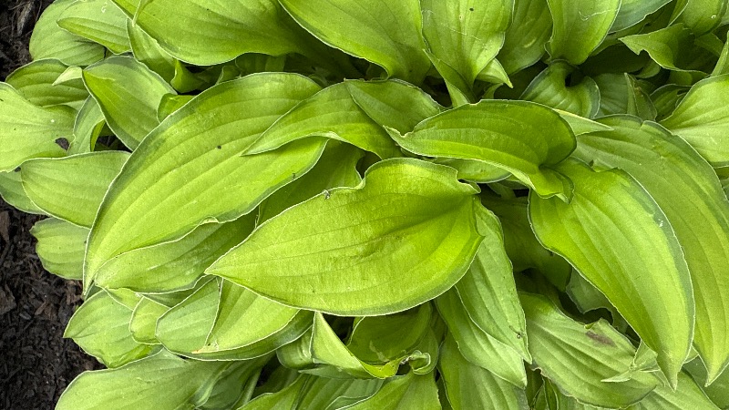 Twist of Lime