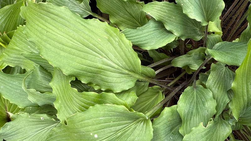 Valley's Ruffle Shuffle