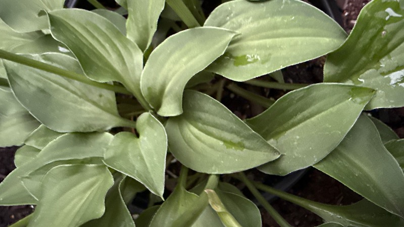 Venusta
